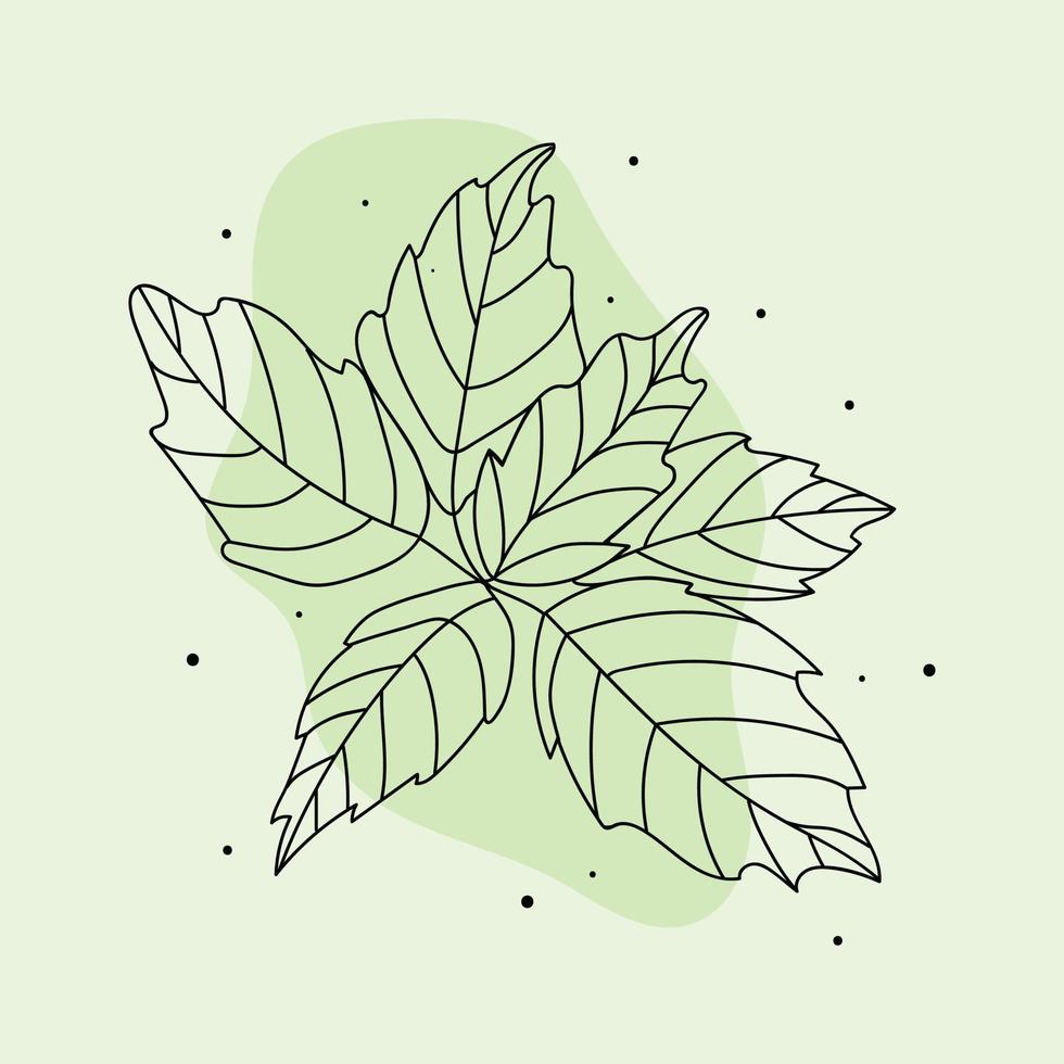vector illustration of basil plant