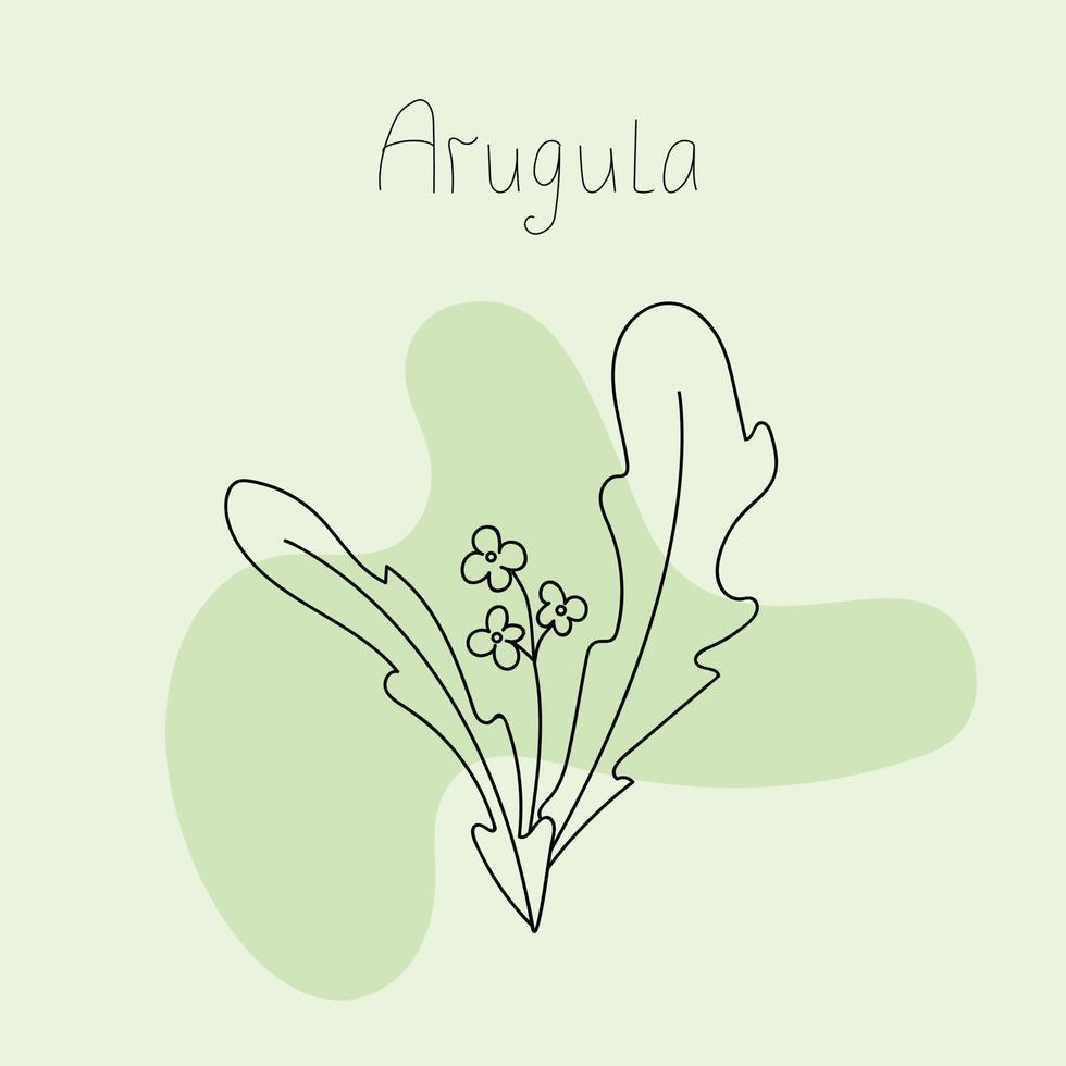 Vector illustration of arugula leaves