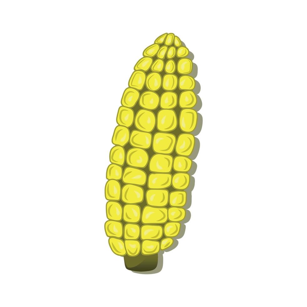 vector illustration of corn plant