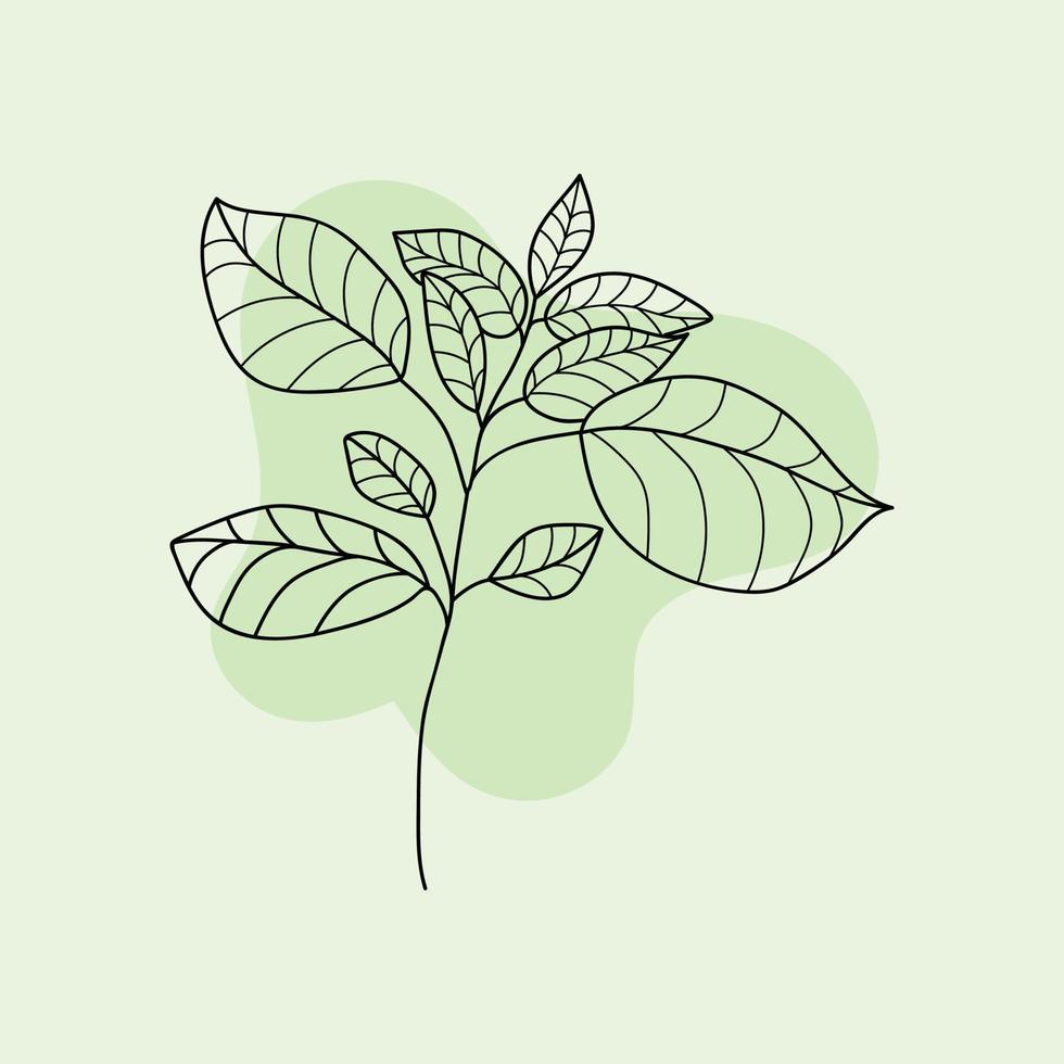 vector illustration of basil plant