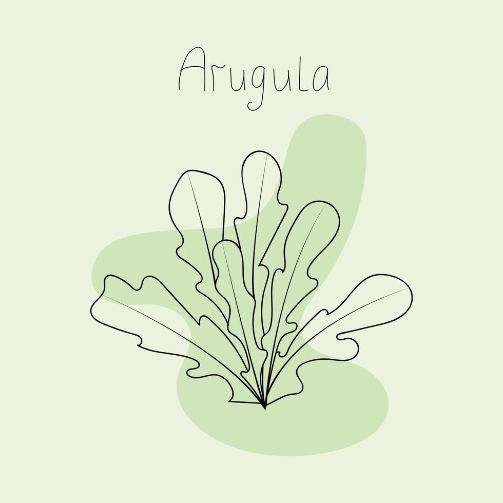 Vector illustration of arugula leaves