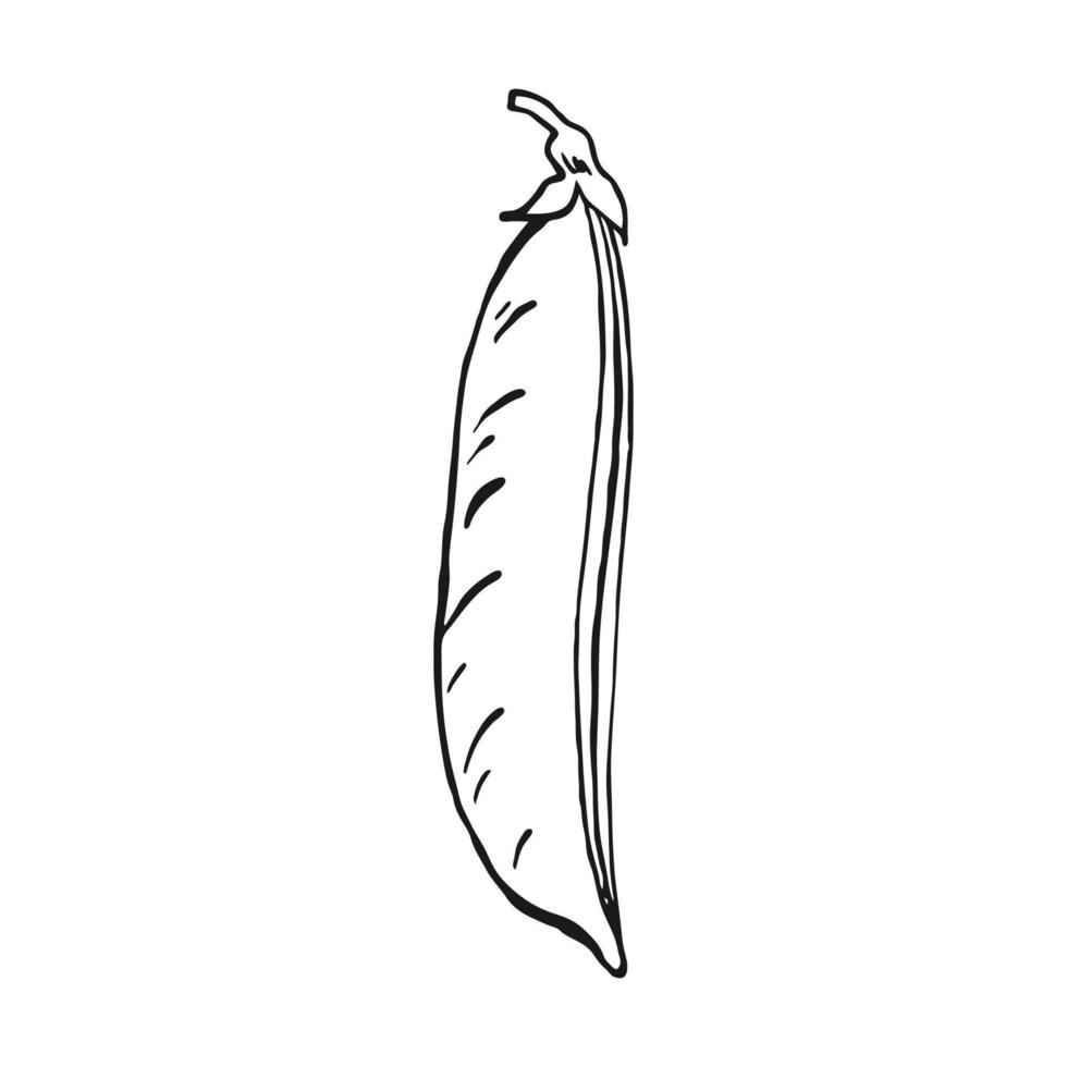 Pea pod sketch. Hand drawn illustration converted to vector. Organic food illustration isolated. vector