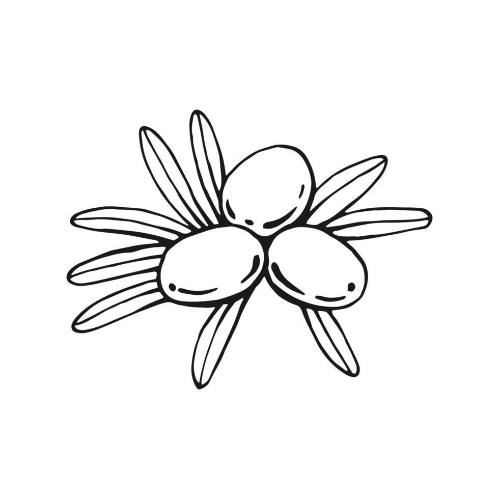 Olive branches. Olive fruits bunch and olive branches with leaves. Hand drawn illustration converted to vector. vector