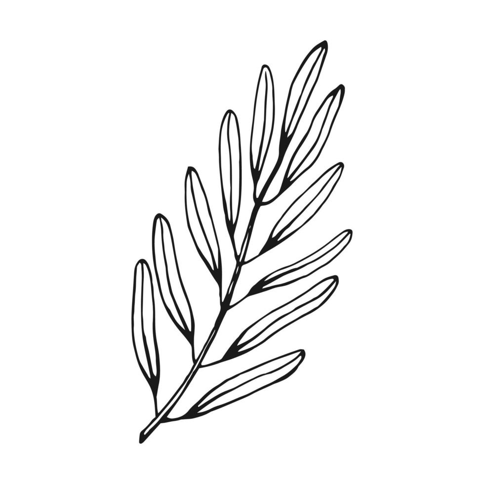 Olive branches. Olive fruits bunch and olive branches with leaves. Hand drawn illustration converted to vector. vector