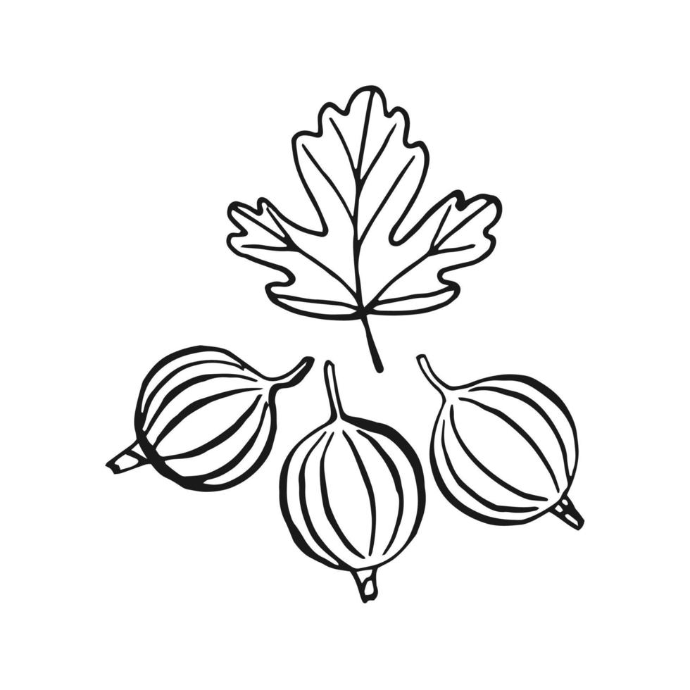 Gooseberry. Hand drawn illustration converted to vector. vector