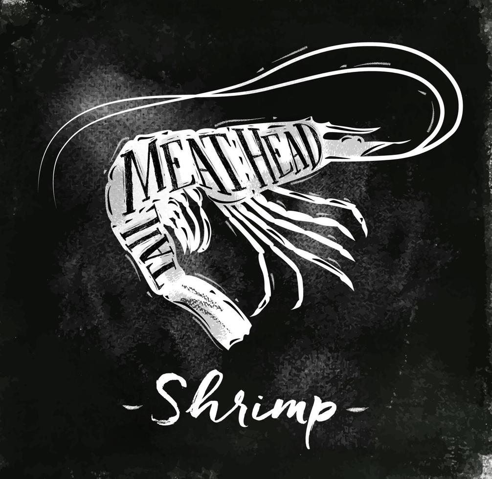 Poster shrimp cutting scheme lettering meat, head, tail in vintage style drawing with chalk on chalkboard background vector