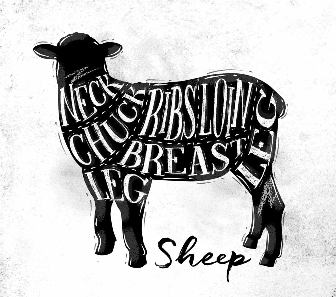 esquema de corte de cordero de oveja de afiche con letras de cuello, mandril, costillas, pechuga, lomo, pierna en un dibujo de estilo vintage sobre fondo de papel sucio vector