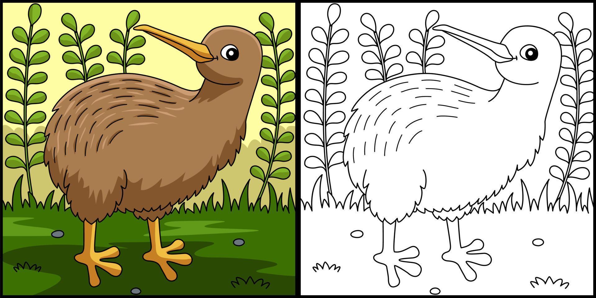 Kiwi Animal Coloring Page Colored Illustration vector