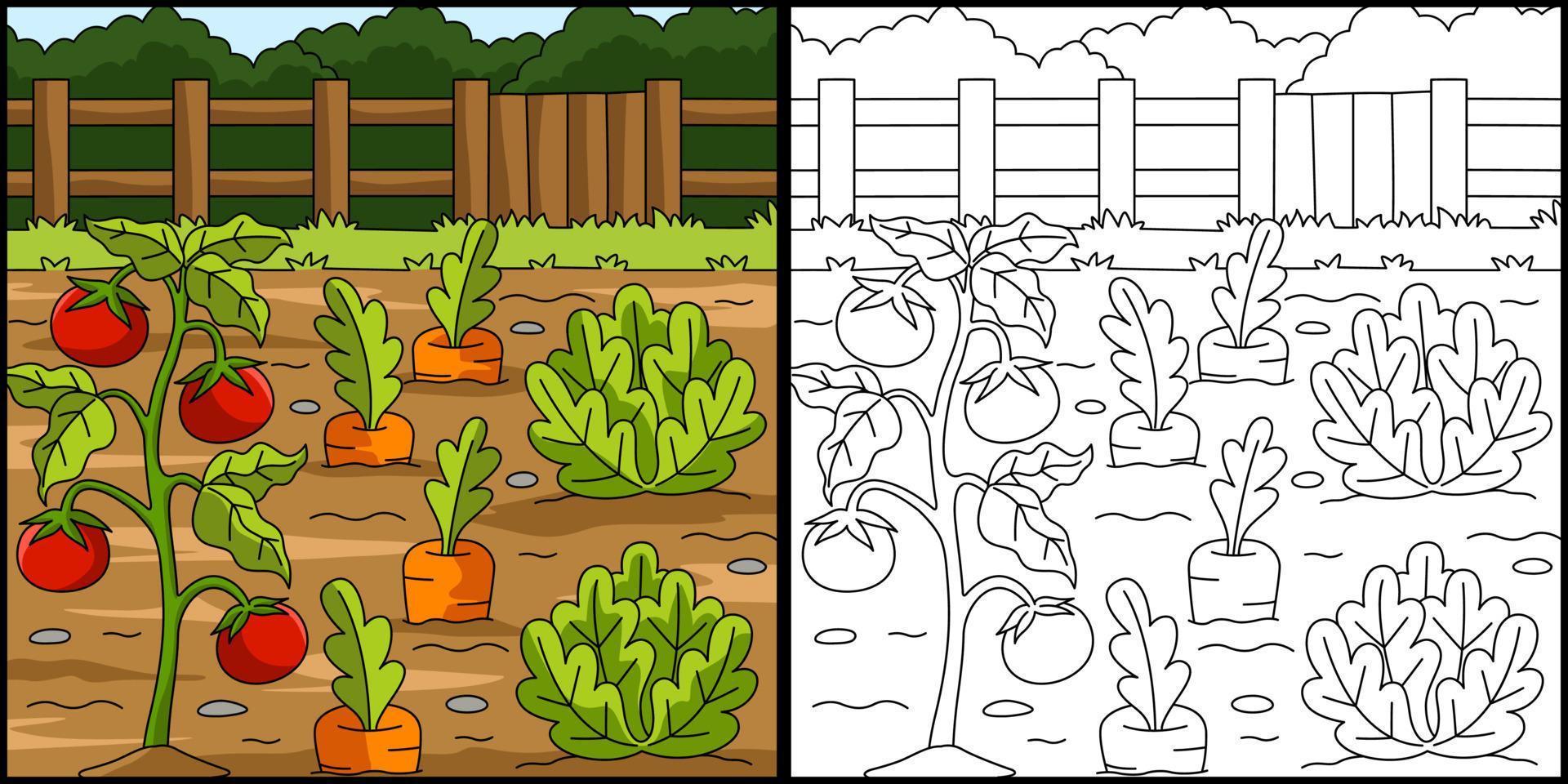 Vegetable Field Coloring Page Illustration vector