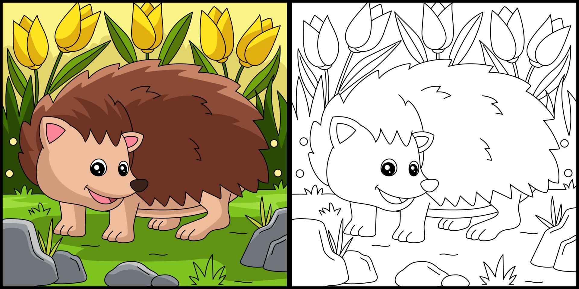 Hedgehog Coloring Page Colored Illustration vector