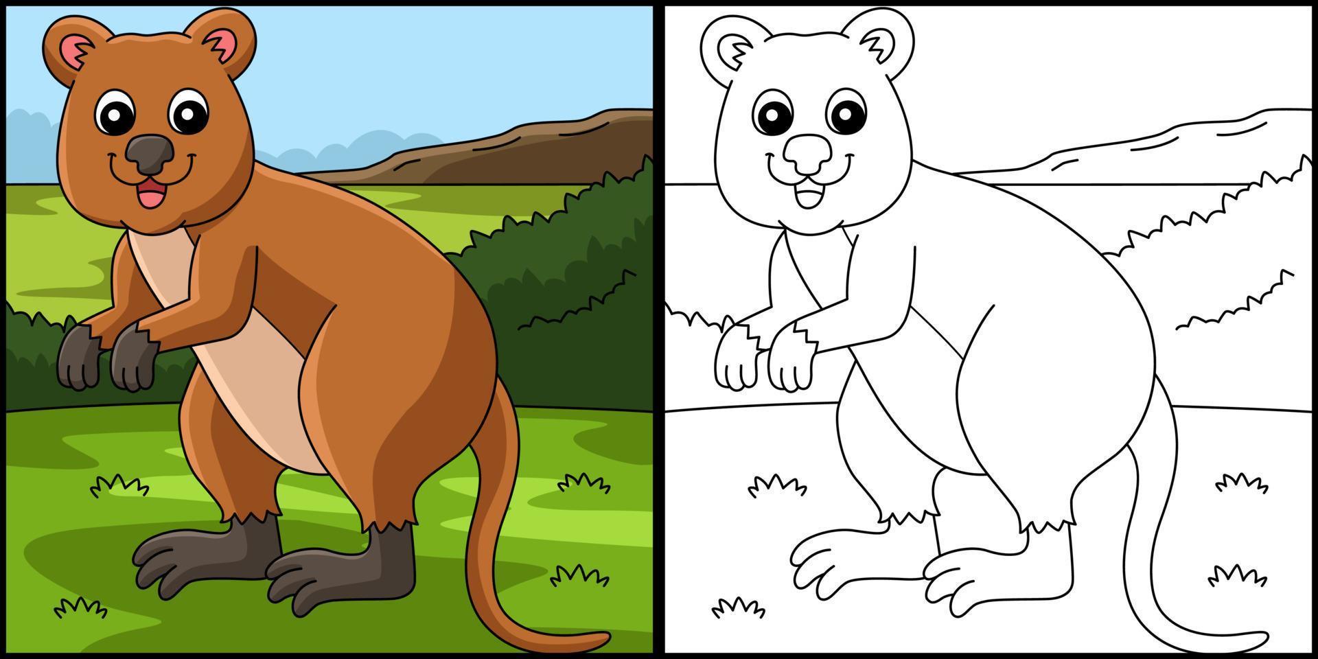 Quokka Animal Coloring Page Colored Illustration vector