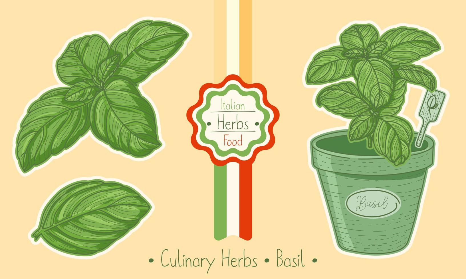 Food and culinary herb Basil, hand-draw sketch illustration vector