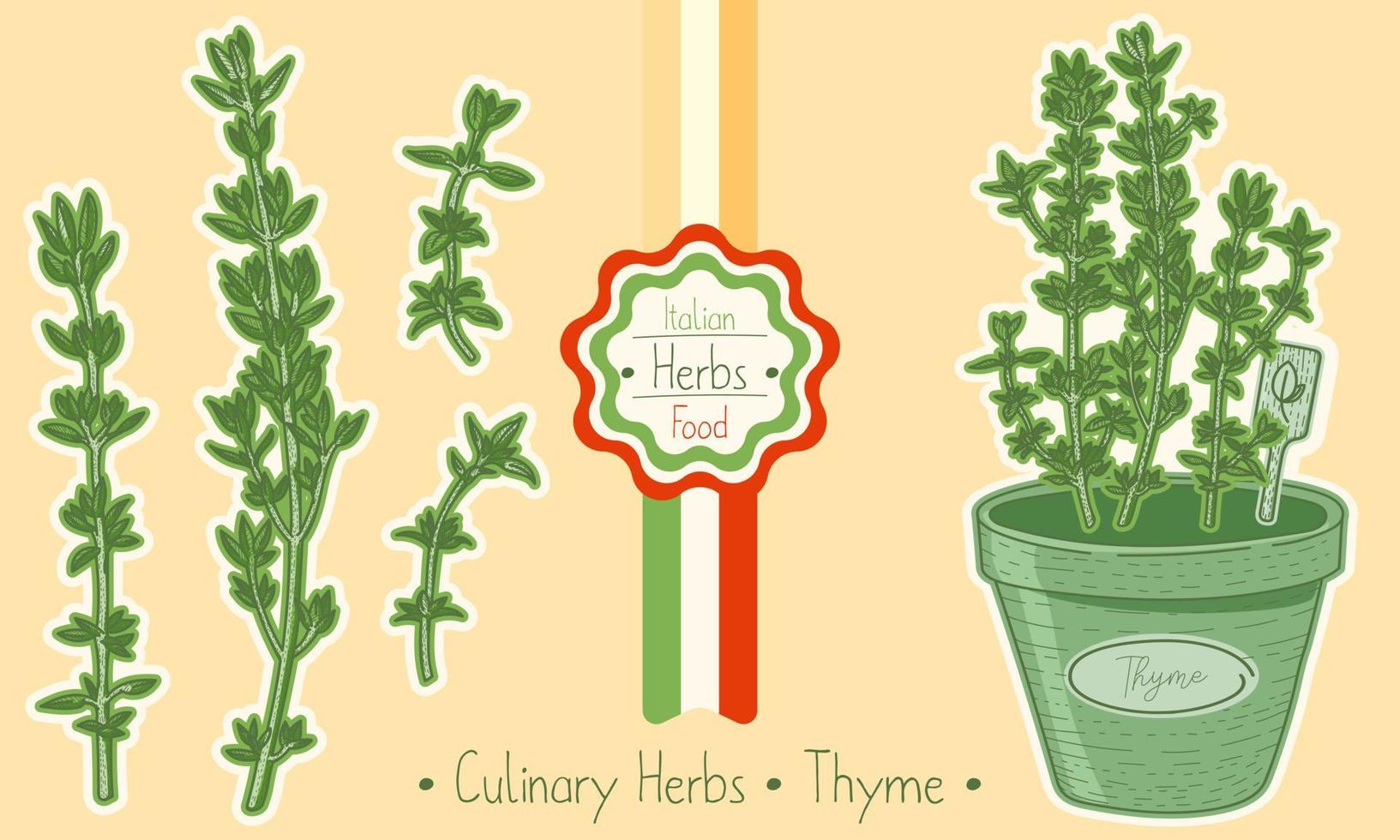 Medicine and culinary herb Thyme, hand-draw sketch illustration vector