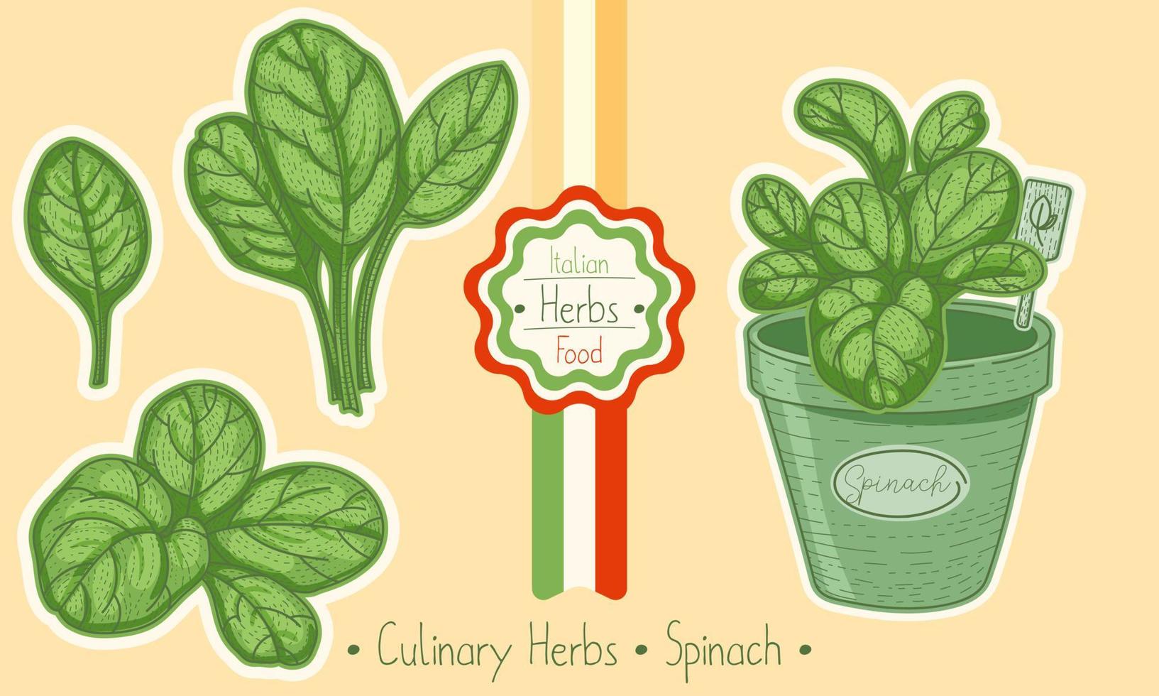 Food and culinary herb Spinach, hand-draw sketch illustration vector