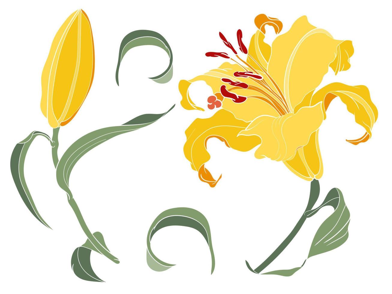 Asian Lily yellow flower and bud, colored illustration vector