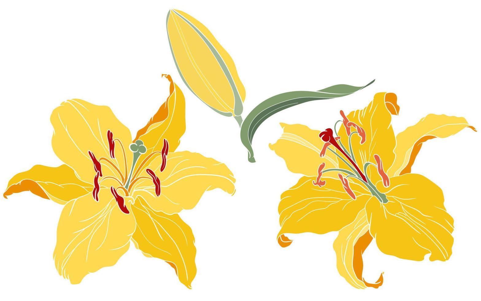 Oriental Lily yellow two flowers and bud vector