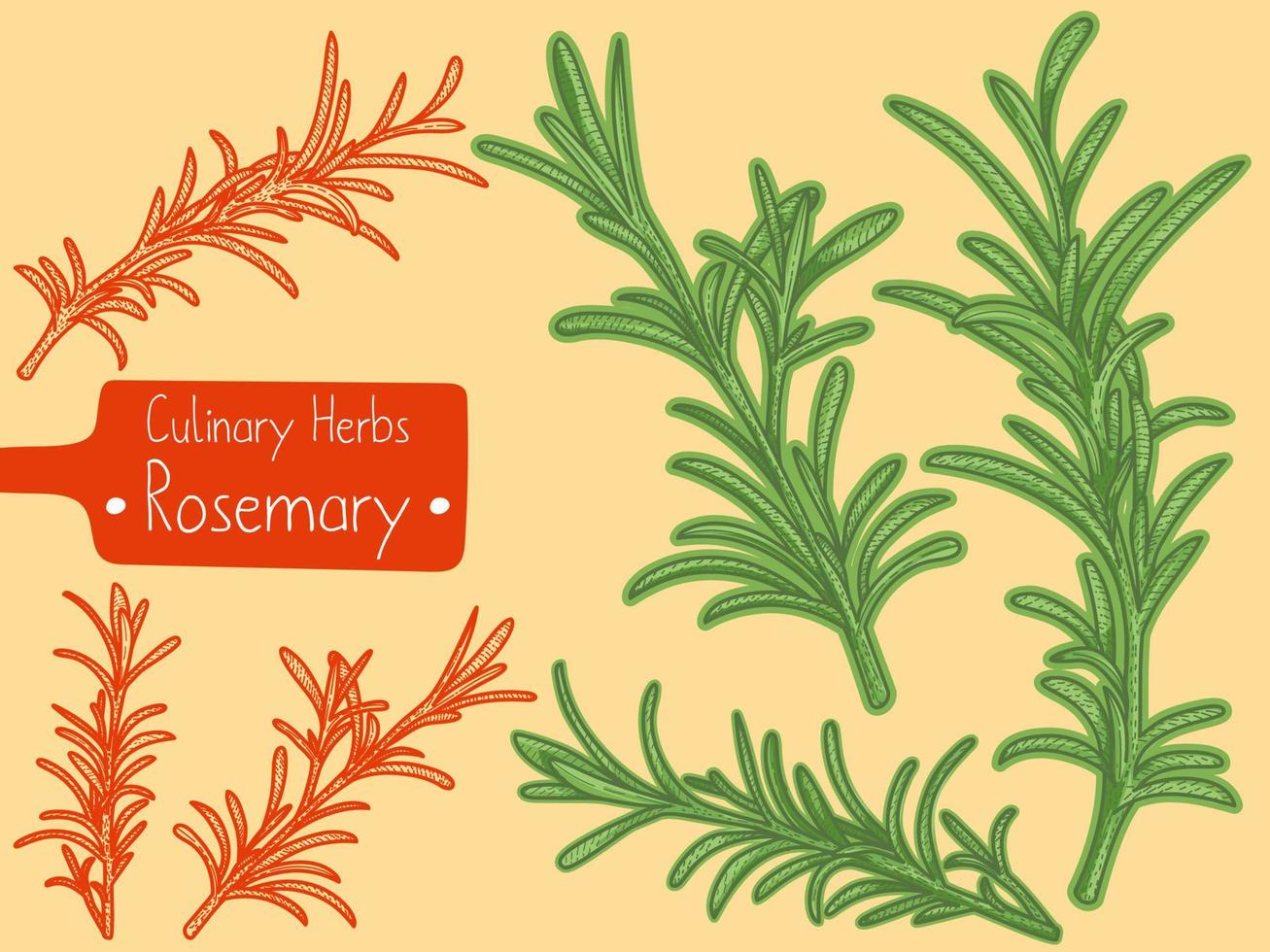 Branches of medicine and culinary herb Rosemary, hand-draw sketch illustration vector