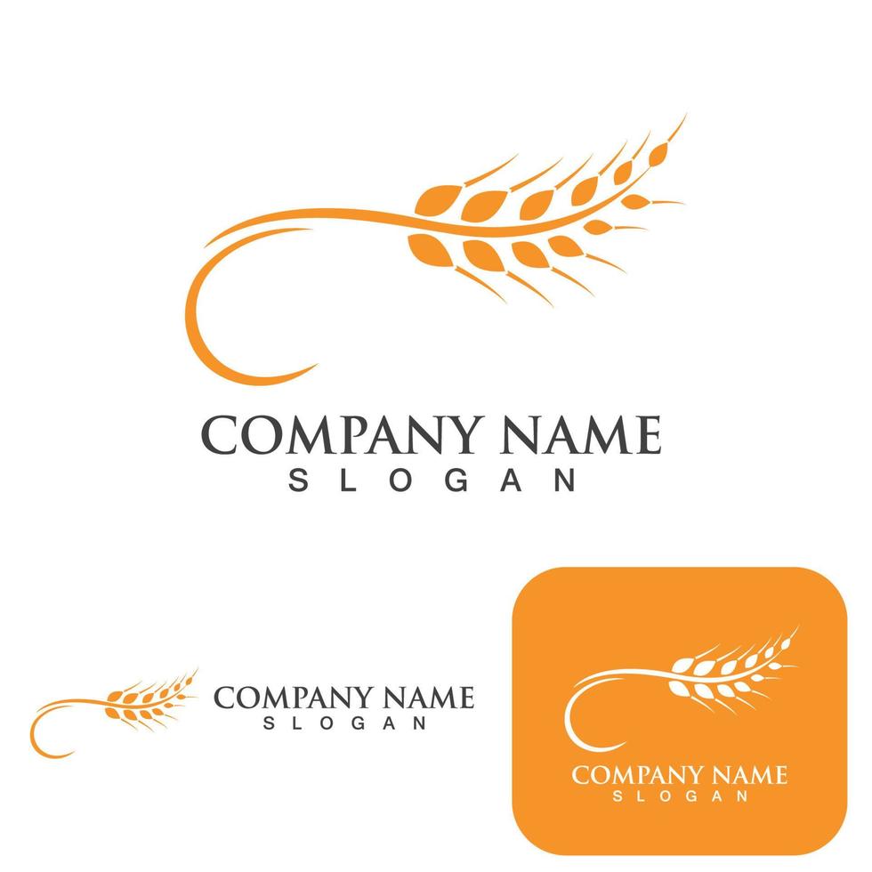 Agriculture wheat Logo vector design