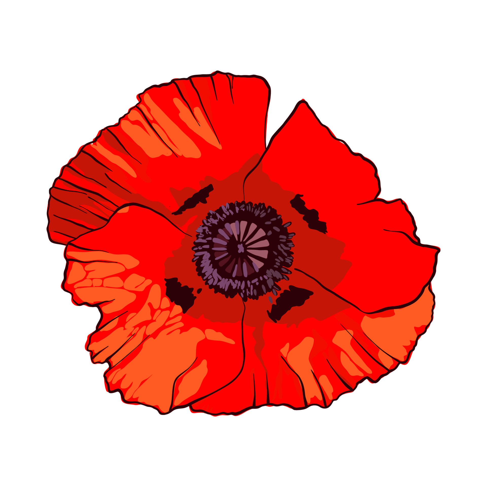 Hand drawn wild red poppy flower isolated on white background. Design ...