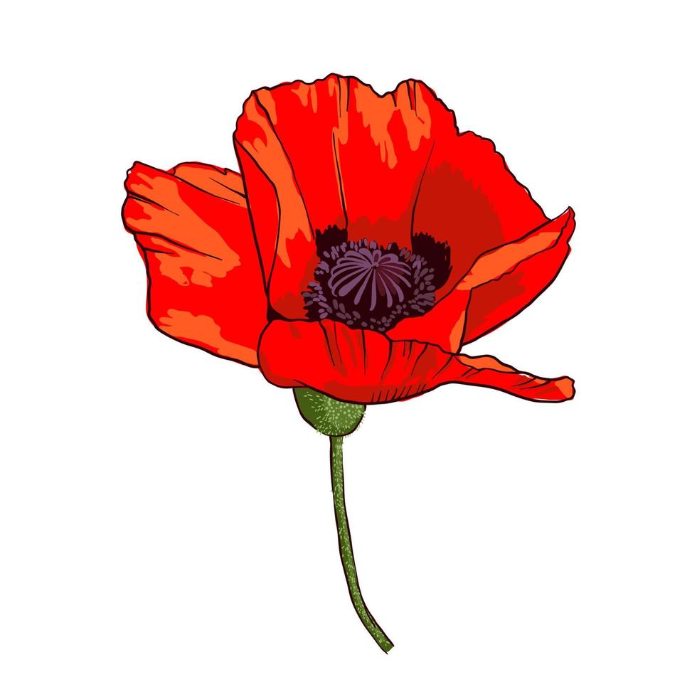 Hand drawn wild red poppy flower isolated on white background. Design element for greeting cards, invitations or etc. Vector illustration.