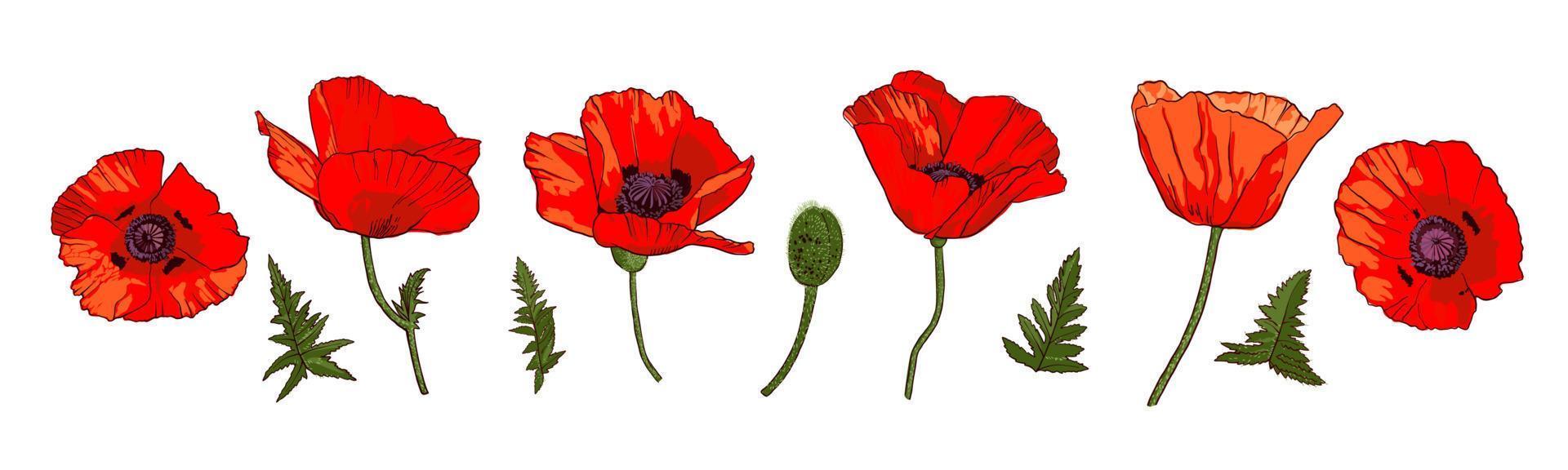 Set of hand drawn wild red poppy flowers isolated on white background. Design elements for greeting cards, invitations or etc. Vector illustration.