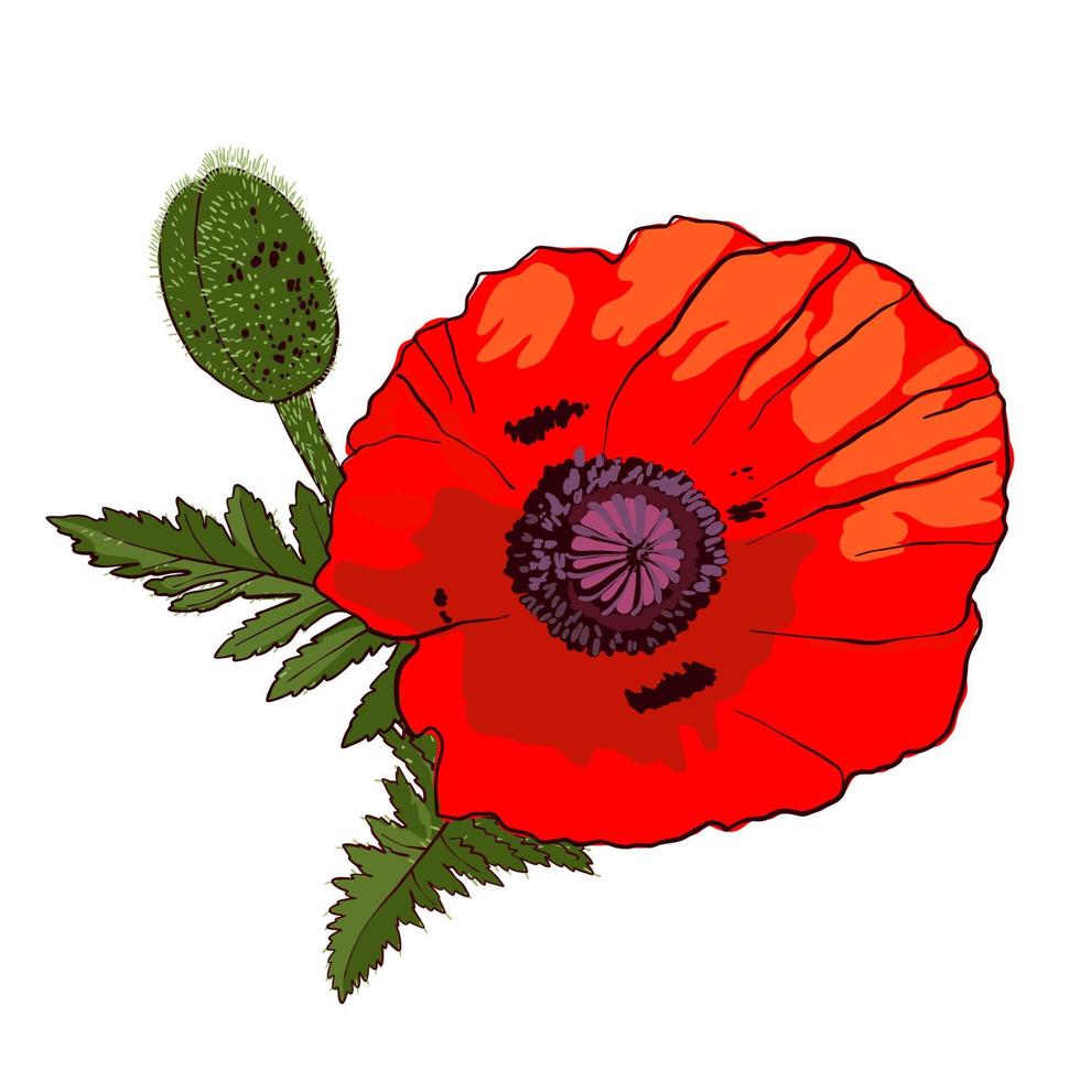 Hand drawn wild red poppy flower with bud isolated on white background. Design element for greeting cards, invitations or etc. Vector illustration.