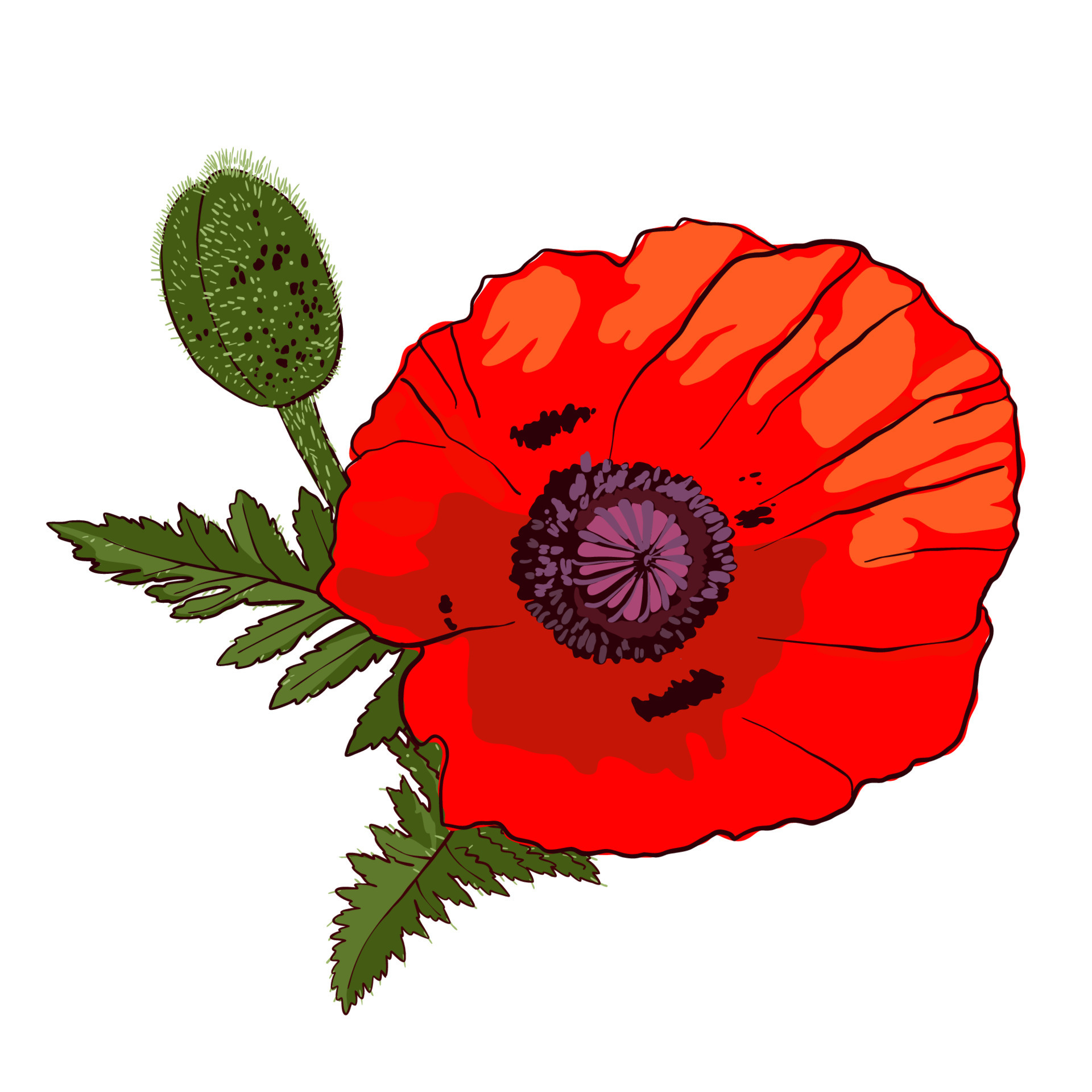 Hand drawn wild red poppy flower with bud isolated on white background ...