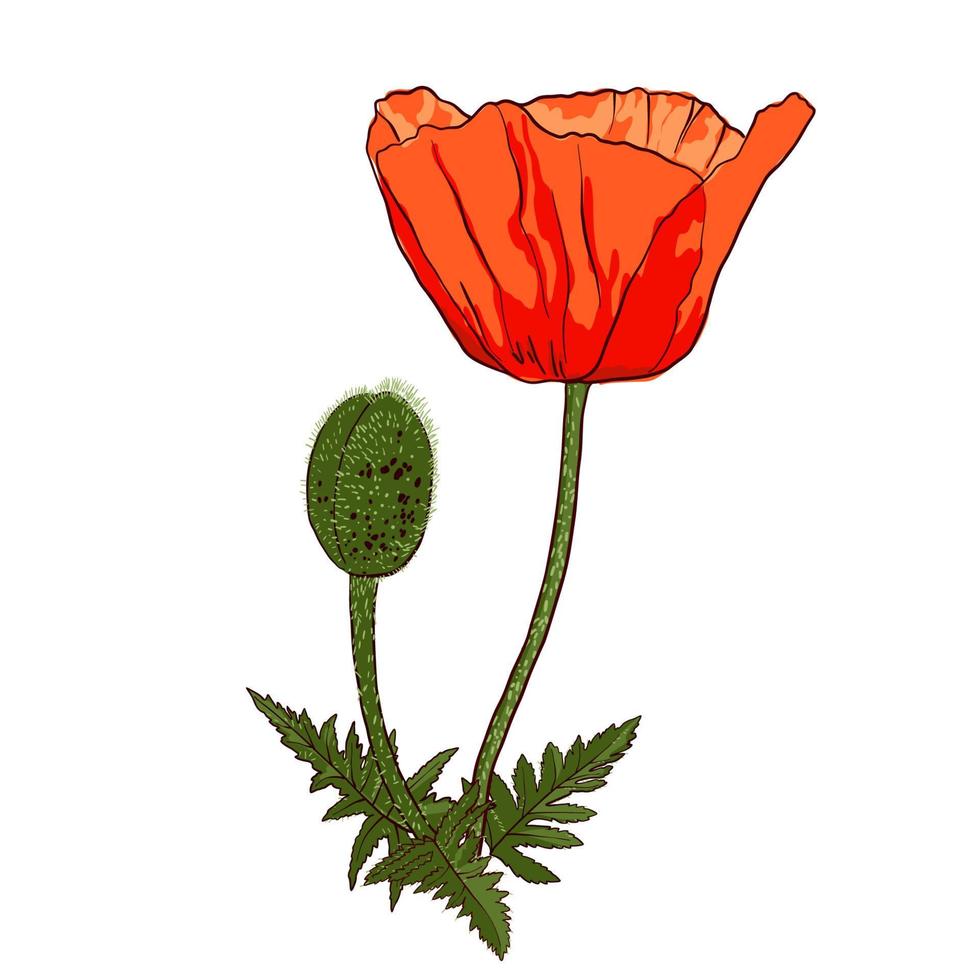 Hand drawn wild red poppy flower with bud isolated on white background. Design element for greeting cards, invitations or etc. Vector illustration.