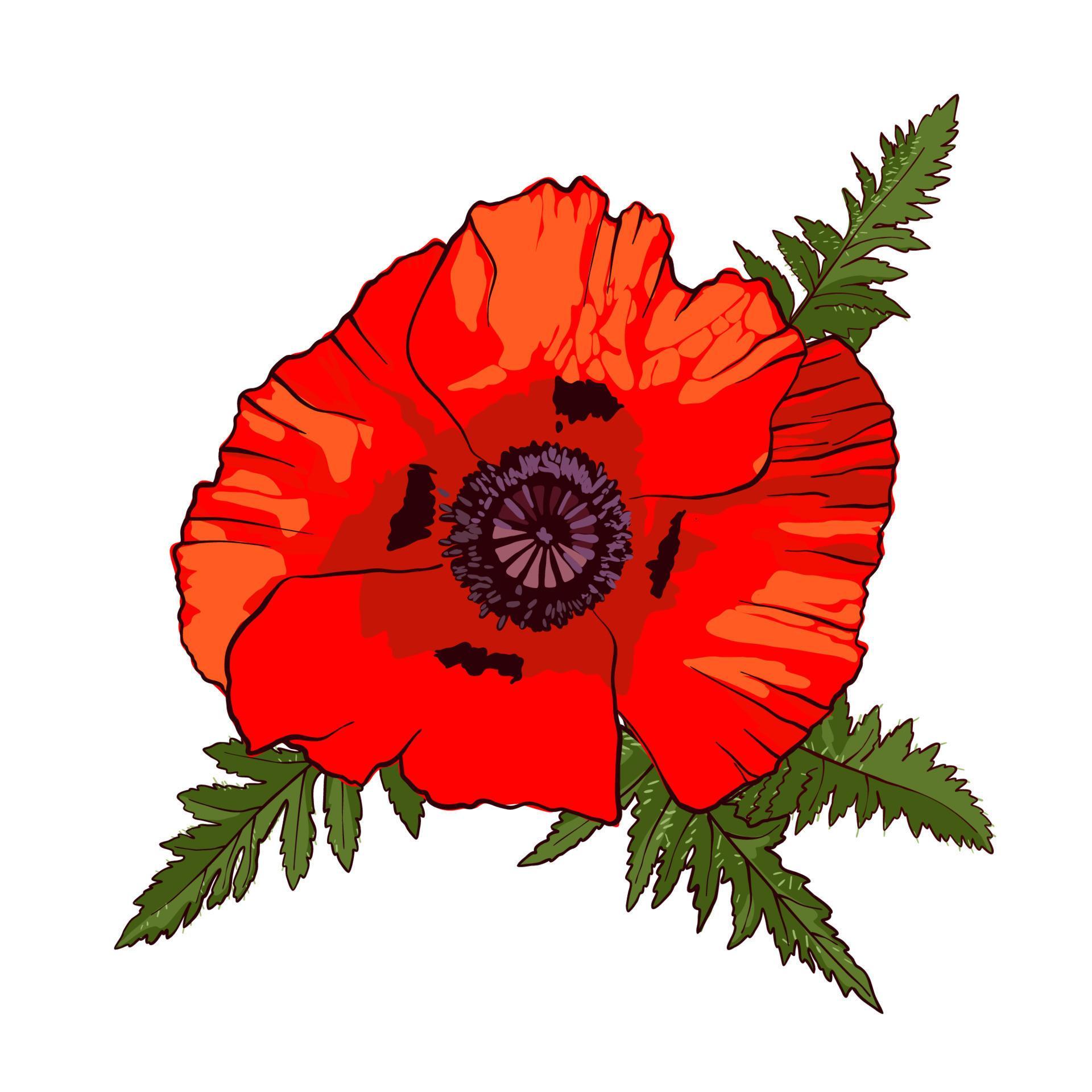 Hand drawn wild red poppy flower isolated on white background. Design ...