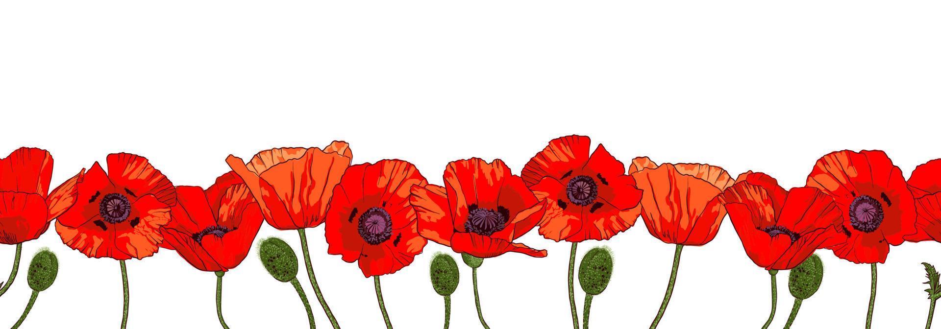 Horizontal seamless border with hand drawn red poppy flowers isolated on white background. Vector illustration.