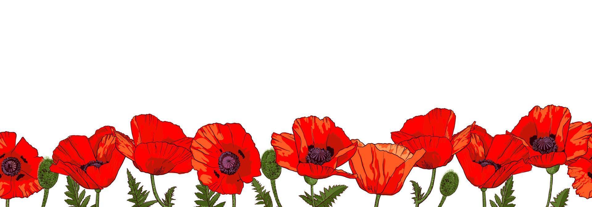 Horizontal seamless border with hand drawn red poppy flowers isolated on white background. Vector illustration.