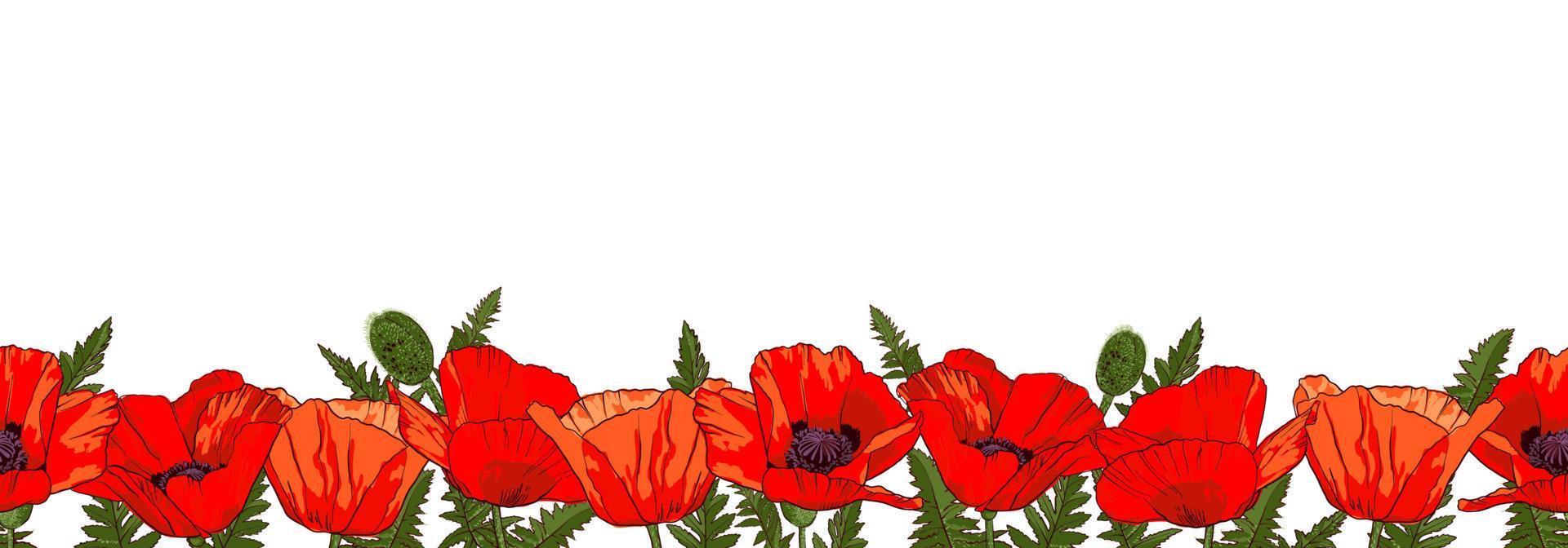 Borde horizontal sin costuras con flores de amapola rojas dibujadas a mano aisladas sobre fondo blanco. ilustración vectorial vector