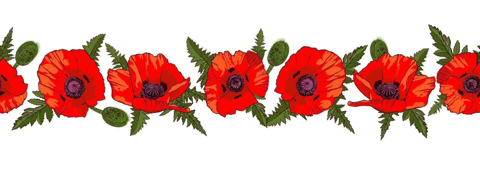 Borde horizontal sin costuras con flores de amapola rojas dibujadas a mano aisladas sobre fondo blanco. ilustración vectorial vector