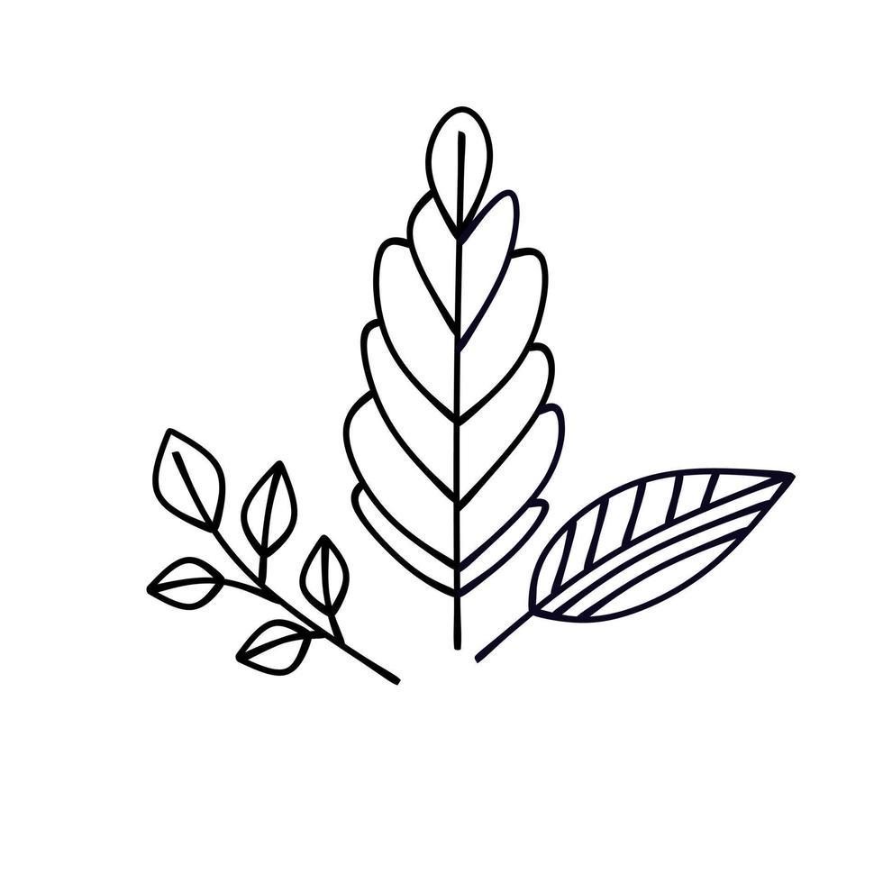 Doodle black and white herbs vector