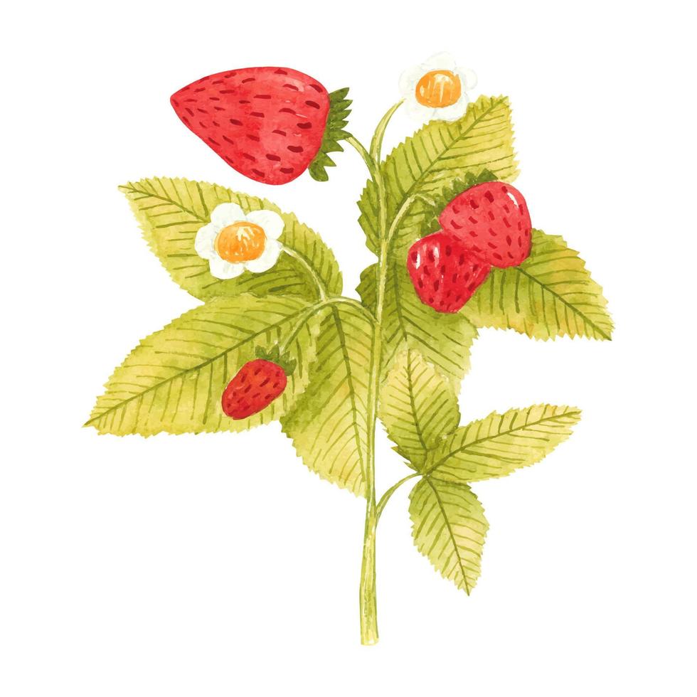 Hand drawn watercolor strawberry branch isolated on white background. Fresh summer berries with leaves and flower for print, card, sticker, textile design, product packaging vector