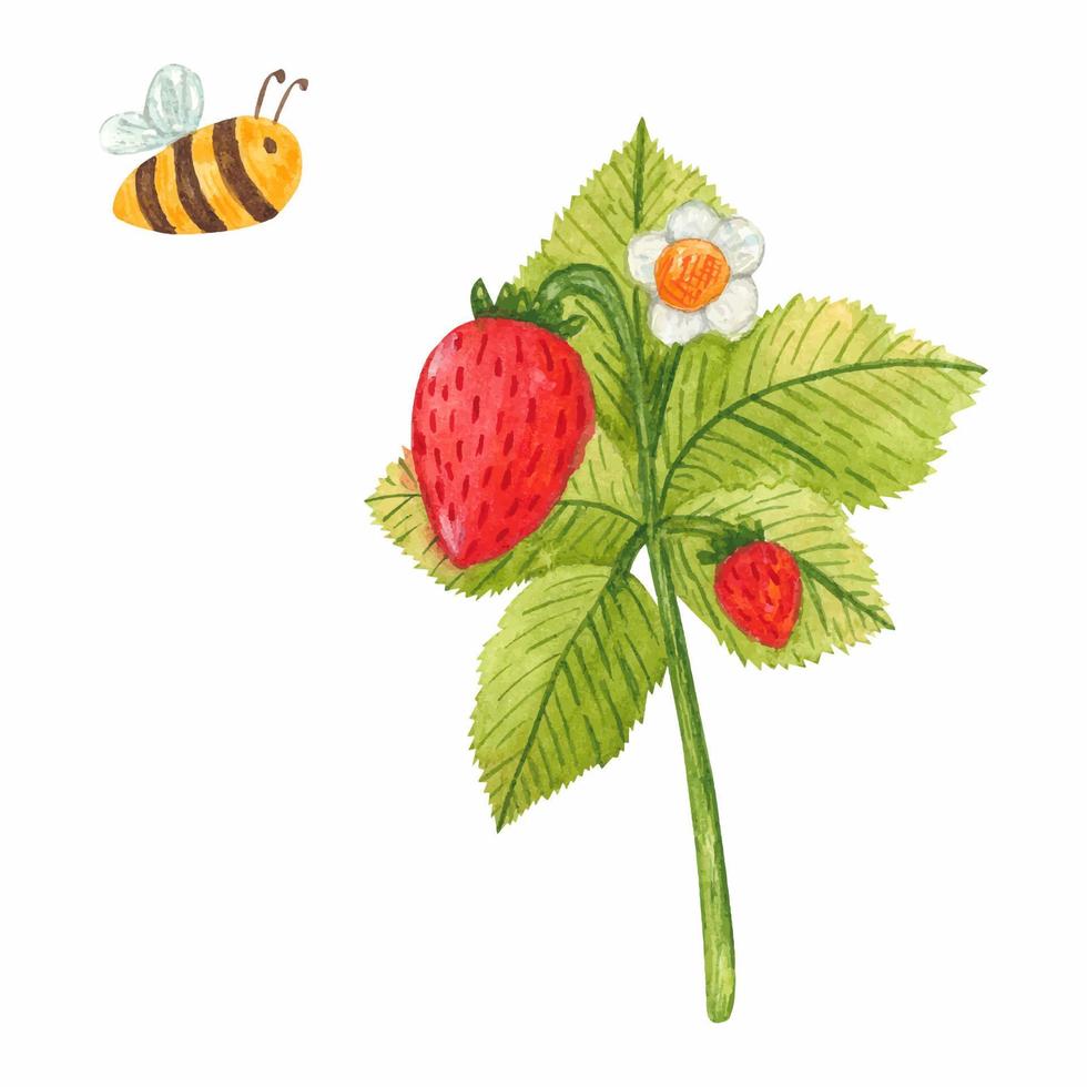 Hand drawn watercolor strawberry branch with bee isolated on white background. Fresh summer berries with leaves and flower for print, card, sticker, textile design, product packaging. vector