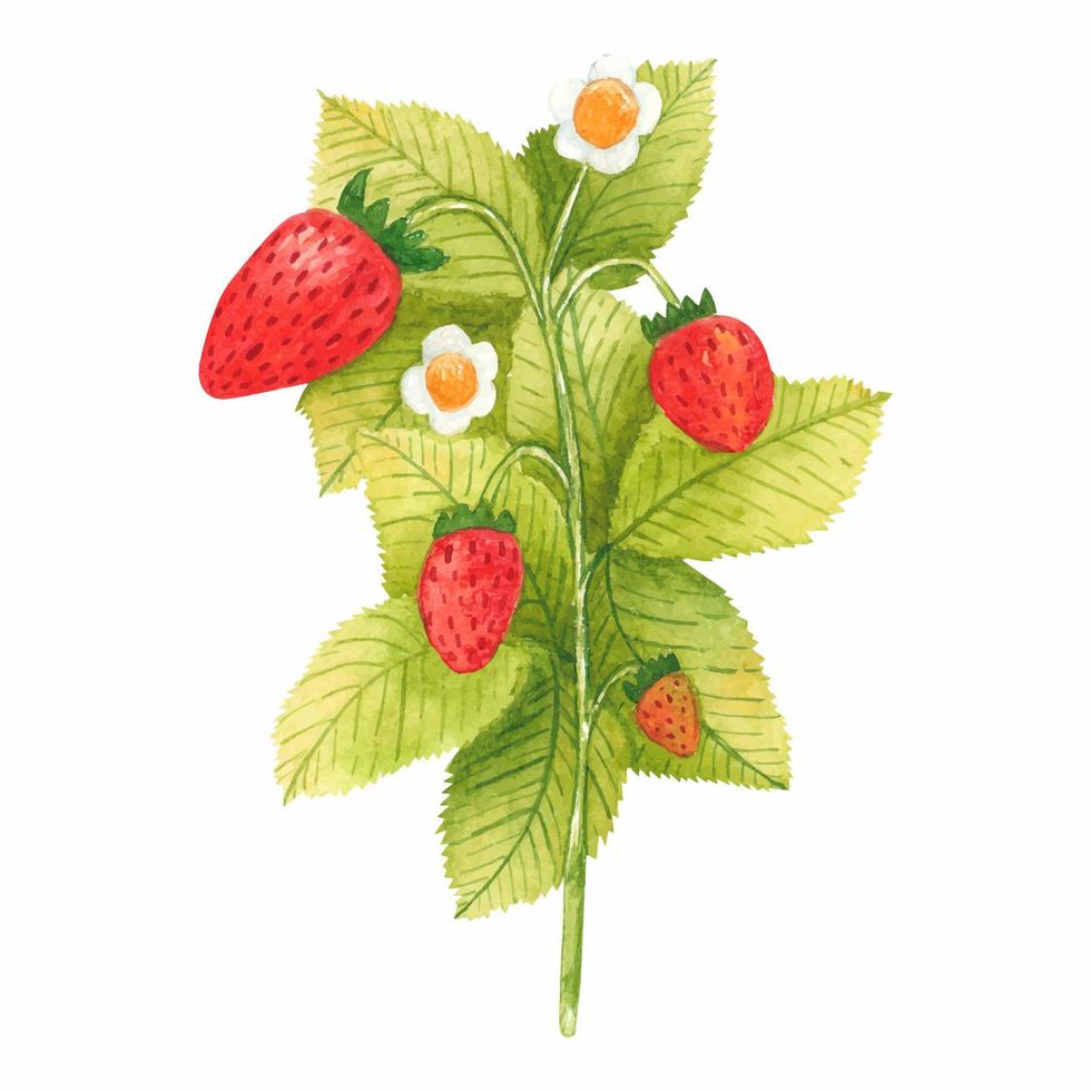 Hand drawn watercolor strawberry branch isolated on white background. Fresh summer berries with leaves and flower for print, card, sticker, textile design, product packaging. vector