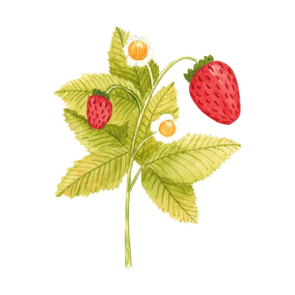 Hand drawn watercolor strawberry branch isolated on white background. Fresh summer berries with leaves and flower for print, card, sticker, textile design, product packaging vector