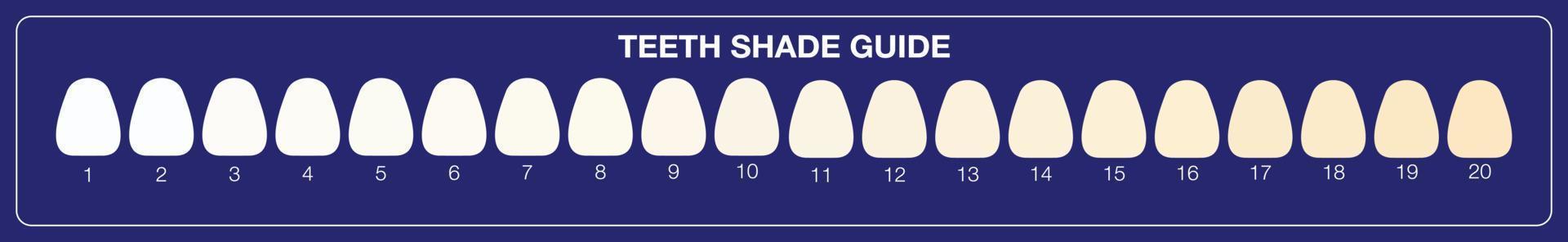 teeth whitening shade guide, dental colour chart. flat illustration vector