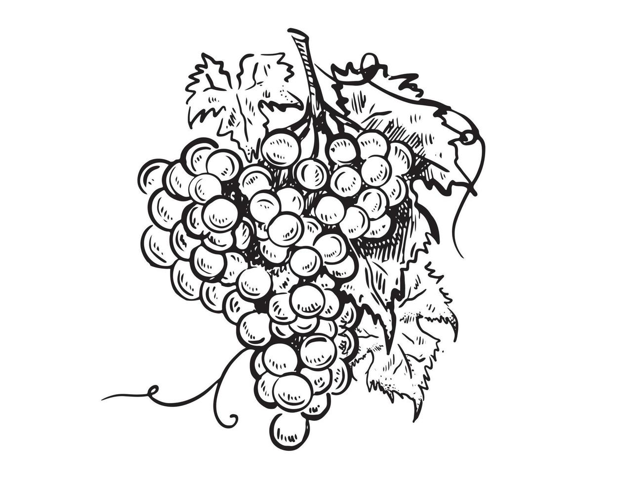 Grape graphic illustration, hand drawn style. Vector. vector