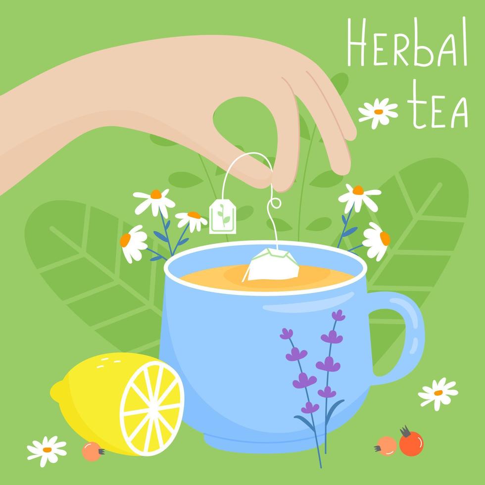 Herbal tea is brewed in a blue cup. Tea bag in hand. Lemon, lavender, chamomile and other herbal ingredients. Vector image on a green background.