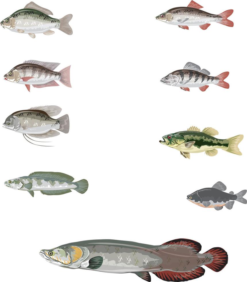 FRESHWATER FISH Set vector