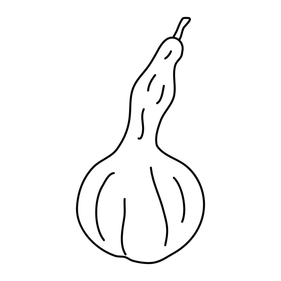 Pear shaped pumpkin in doodle style.  Isolated outline. Hand drawn vector illustration in black ink on white background. Great for  coloring books. Farming garden theme.
