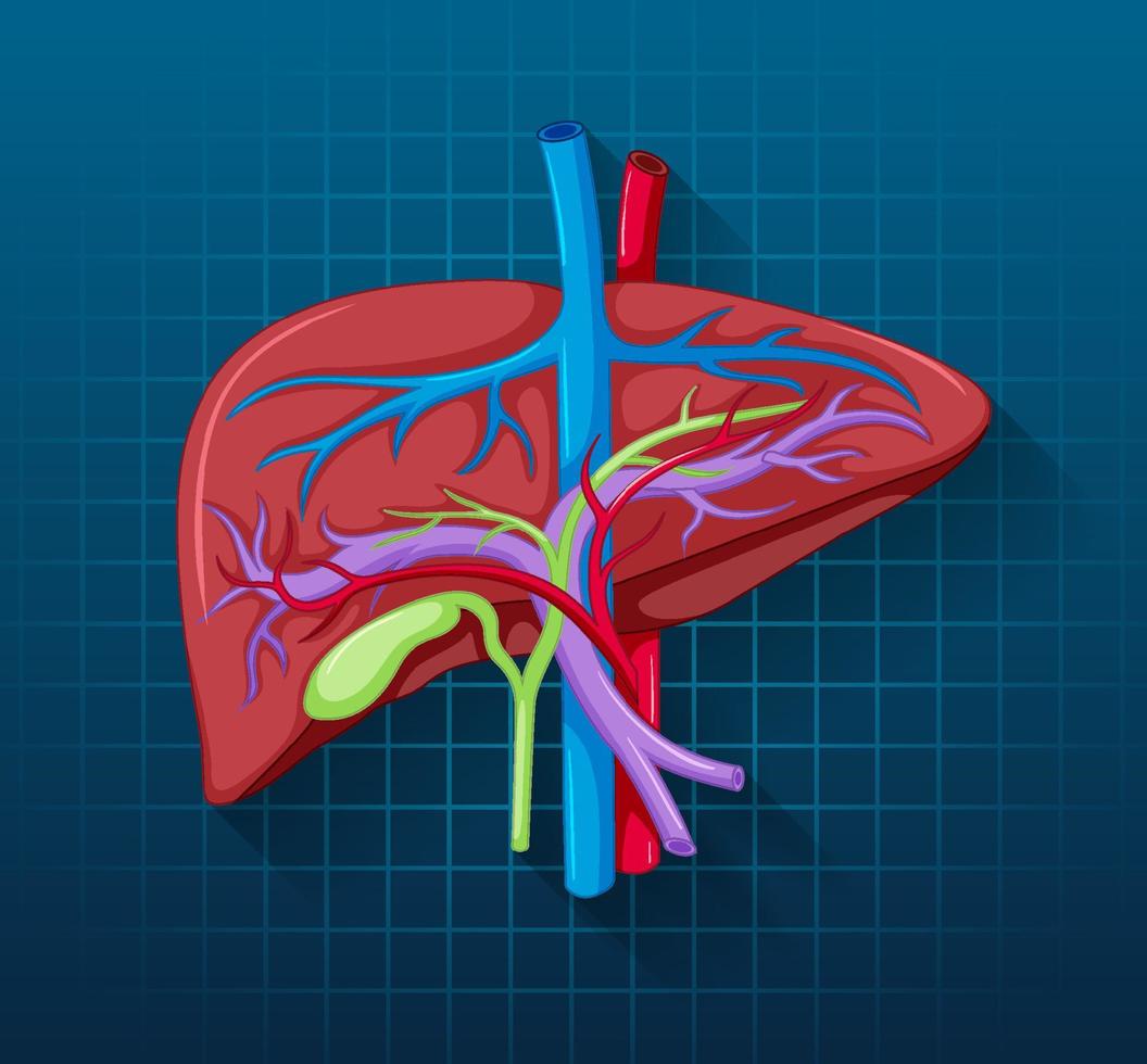 Human internal organ with liver vector