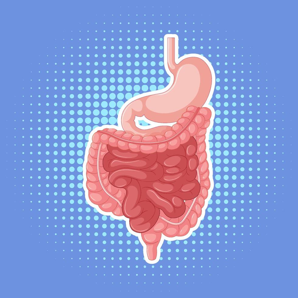 órgano interno humano con intestino vector