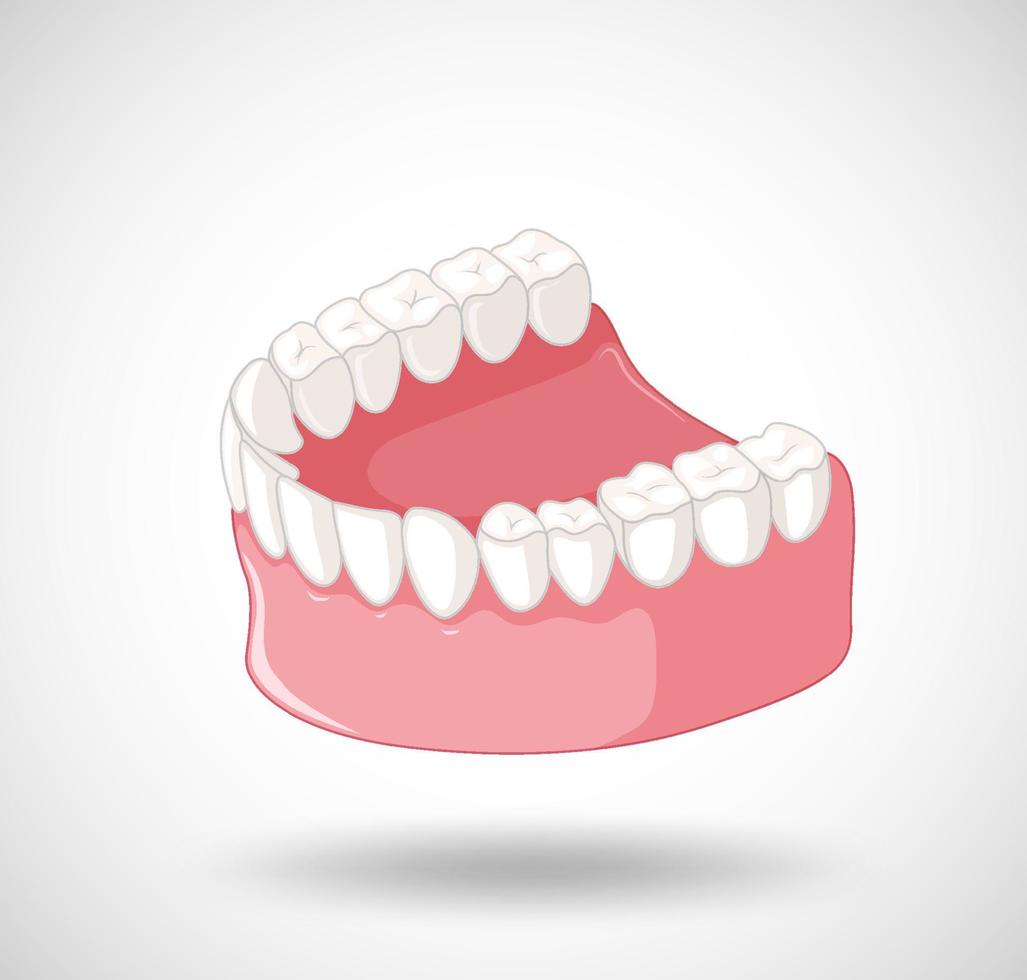 mandíbula humana con dientes vector