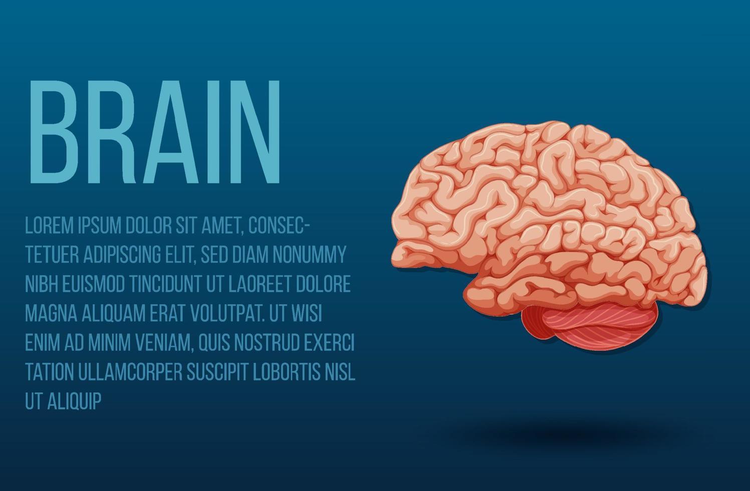 Human internal organ with brain vector