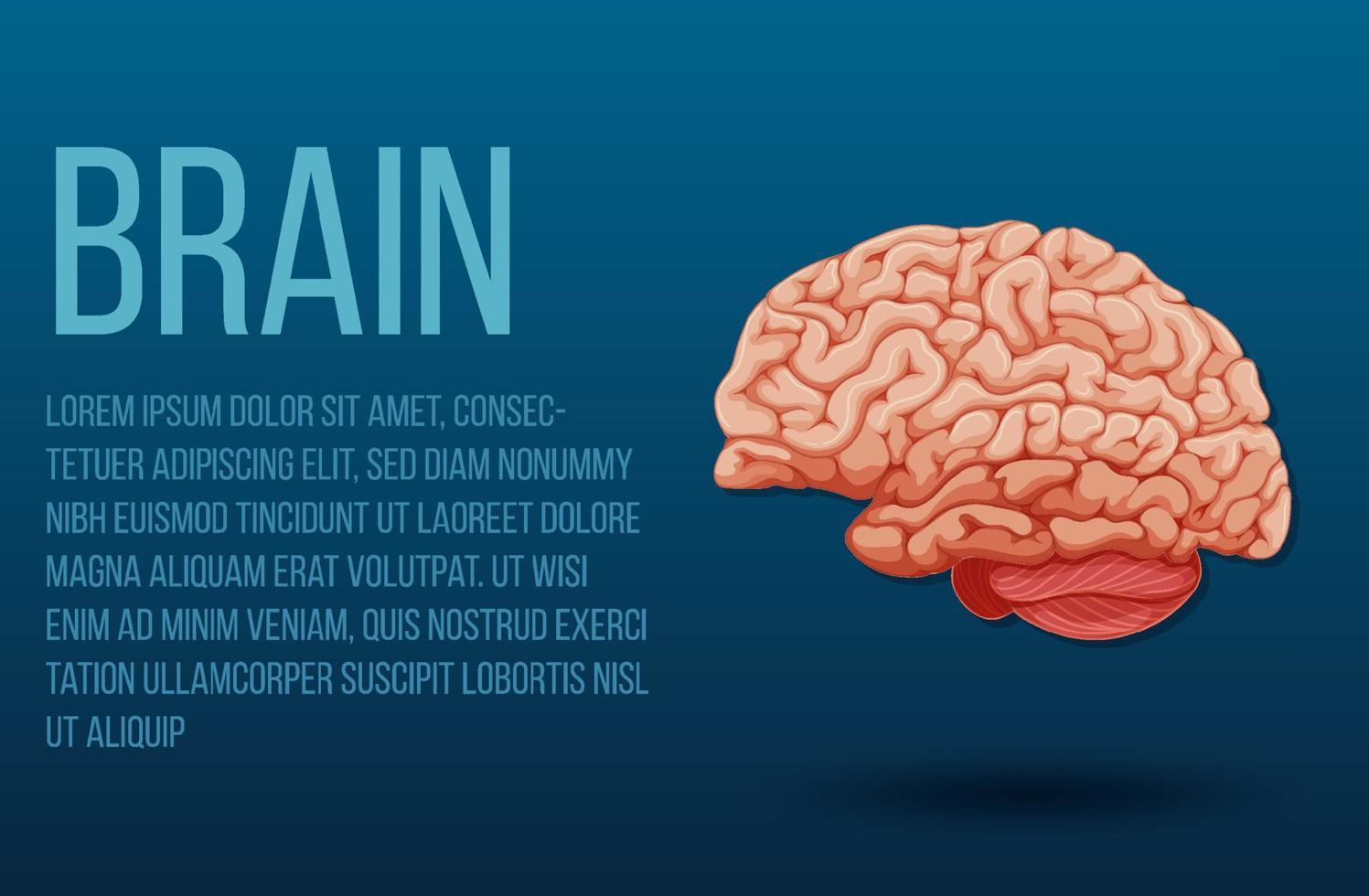 órgano interno humano con cerebro vector