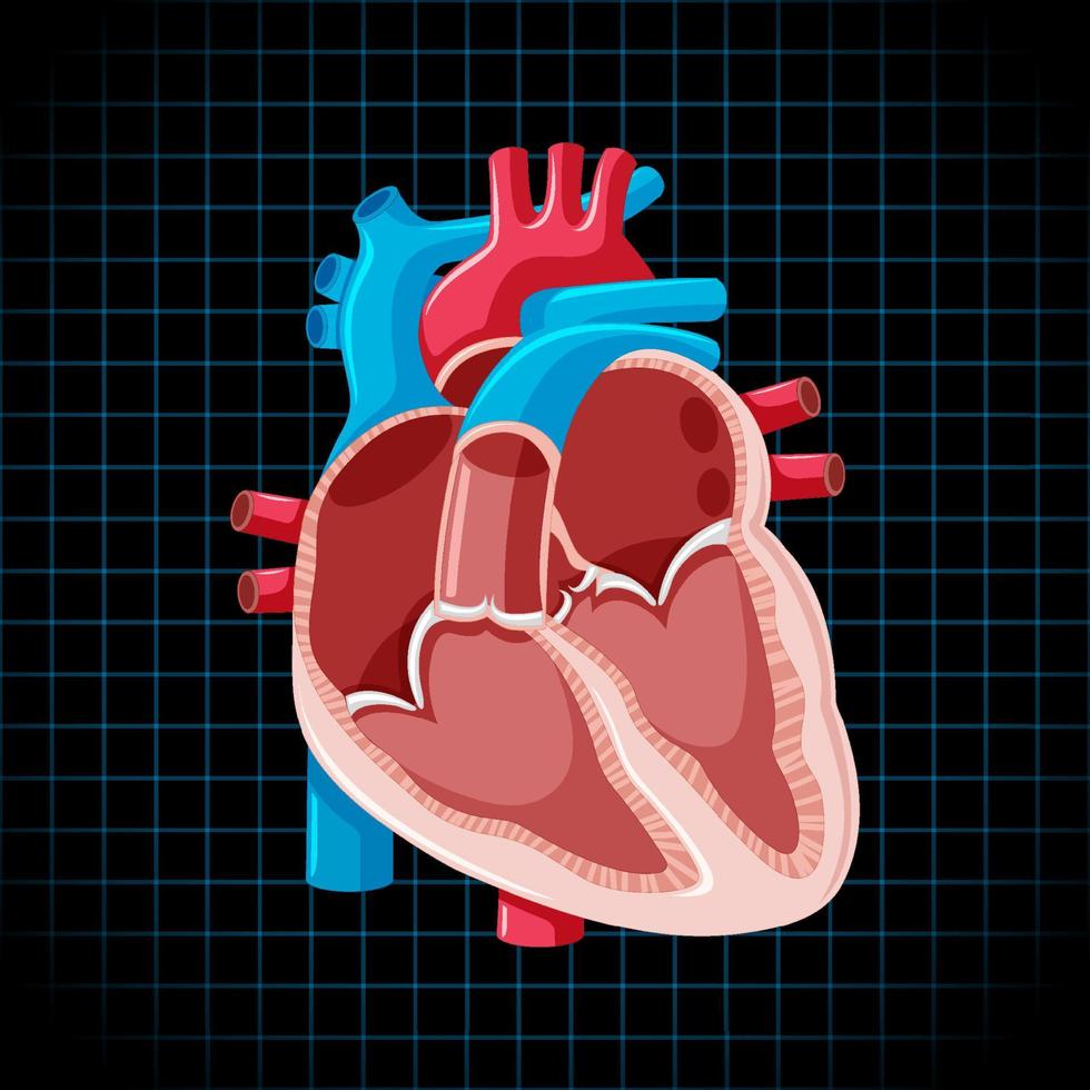 Human internal organ with heart vector