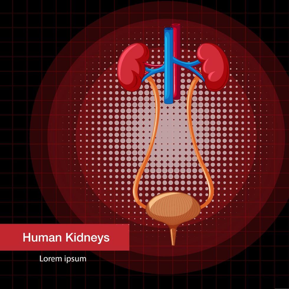 Human internal organ with kidneys and bladder vector